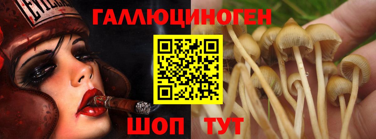 Псилоцибиновые грибы Psilocybine cubensis  Вход с VPN  Ахтубинск 
